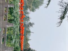 -神州牡丹园