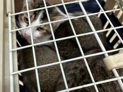 -瑞派动物医院·猫专科·至诚(江南中分院)