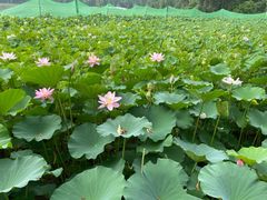 -莲花池公园