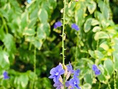 -华南国家植物园-售票处