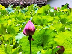 -郭洞古生态村