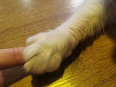 -平行世界·猫咖(首经贸店)