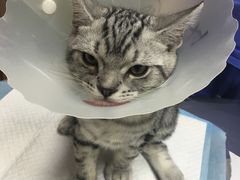 -纳吉亚猫专科动物医院博雅分院