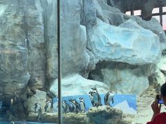 -帝企鹅自助餐厅•儿童岛•真企鹅(长隆企鹅酒店)