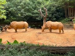 -广州长隆野生动物世界
