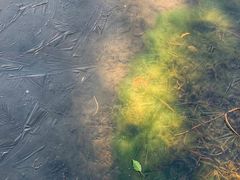 -崔氏班面馆(2号店)