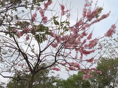 -广州莲花山旅游区