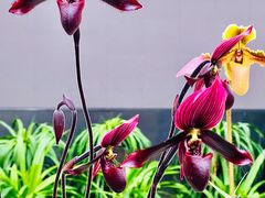 -国家植物园