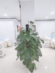 -痘庄科学祛痘国际连锁