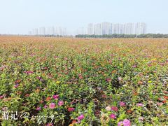 景点-皇粮浜公园