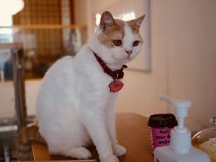 -猫在这儿猫咪咖啡馆·撸猫馆