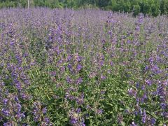 iphone_upload_pic-永定河休闲森林公园