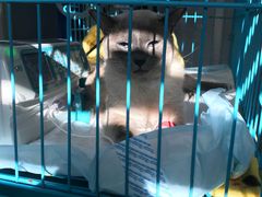 -瑞鹏宠物医院·骨科·猫科·内科(第一中心)