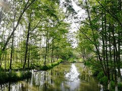 -桤木河湿地公园