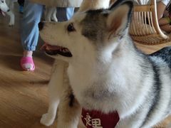 -Husky Go! 哈士奇体验馆·宠物咖啡厅狗咖
