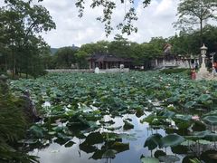 -惠州西湖丰渚园
