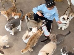 -飞行喵MR PILOT|猫舍·猫咖(静安大融城店)