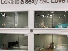 -糯米喵星人·撸猫猫舍咖啡馆(西市场嘉华店)
