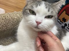 -COLOR PETS 撸猫馆·购猫·猫咖(长风大悦城店)