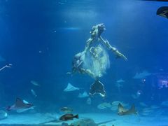 -烟台海昌鲸鲨海洋公园