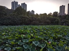 -龙头寺公园