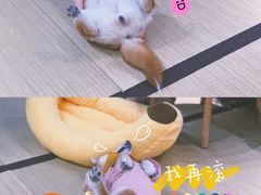 -逗柴咖啡屋·狗咖猫咖宠物桌游