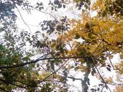 android_upload_pic-八大关景区