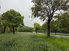 -贡湖湾湿地公园
