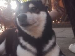 -柴犬高等学院·狗咖·柴犬售卖·宠物训练