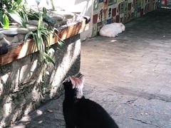 -喵屿·大理花园猫咖