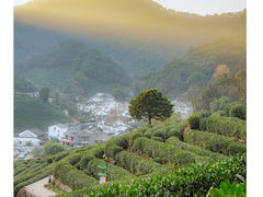 -灵隐飞来峰景区