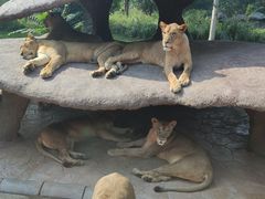 -北京野生动物园