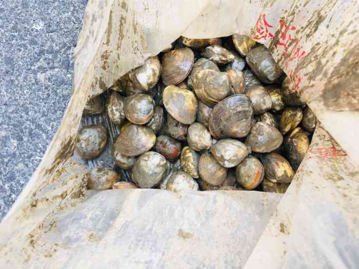 海上迪斯科休闲旅游区-"去南通玩,据说海上迪斯科有个踩文蛤项目不.