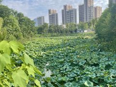 -洋湖国家湿地公园