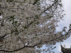 -龙华寺