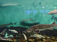 -太平洋海底世界