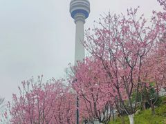 -龟山风景区-龟山电视塔