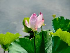 -上海辰山植物园