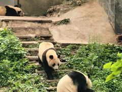 -中国大熊猫保护研究中心雅安碧峰峡基地