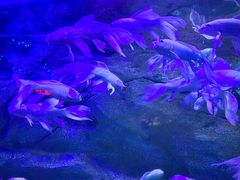 -芜湖新华联大白鲸海洋公园
