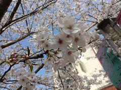 -高东镇樱花园