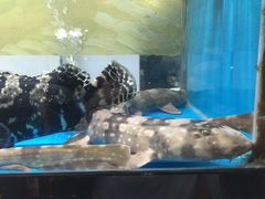 -至尊鲨鱼·原烹海鲜·新浙菜(拱宸桥店)