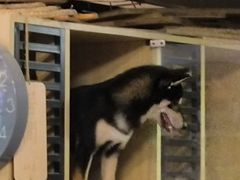 -南京Hallo宠物乐园·哈罗犬舍·柴犬繁育基地