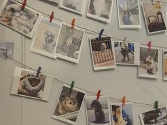 -瑞派康怡24h宠物医院·犬猫医疗中心·微创绝育(瑞景分院)