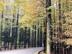 -山王坪喀斯特国家生态公园