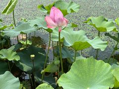 -金鸡湖桃花岛
