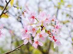 -天适樱花悠乐园