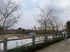 -天适樱花悠乐园