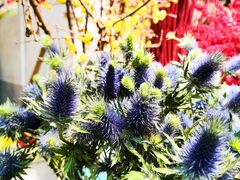 -双季花艺园艺市场(浦东店)