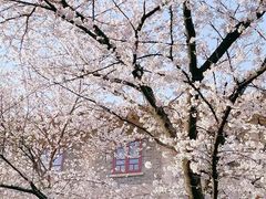 -武汉大学-樱园